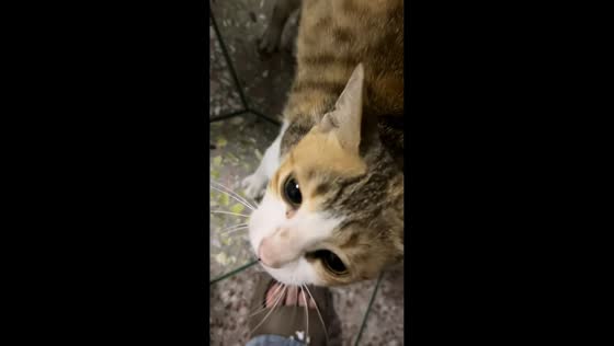 Kitten makes funny gurgling meows before walking away in Guangdong, China