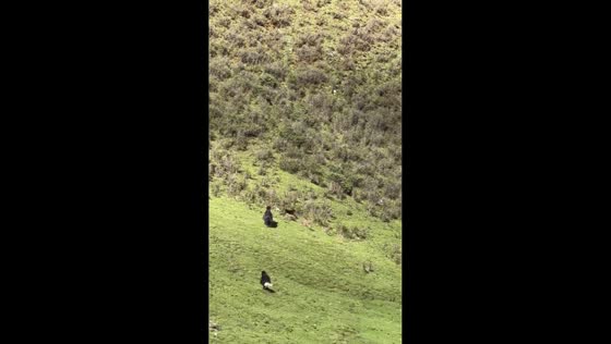 Dogs chase bear away from foothill area in Xizang, China
