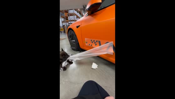 Dog assists in removing sticker wraps from car in Stockholm, Sweden