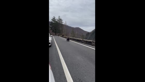 Bears on the Transfagarasan: a curious encounter as one playfully chases cars
