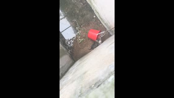 Small kitten safely rescued after becoming trapped in a deep concrete pit in Shandong, China