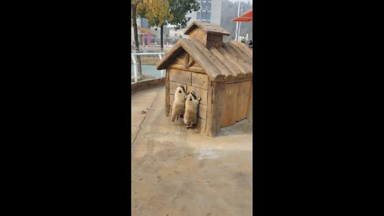 Two playful raccoons climb and jump along wooden house in Hubei, China