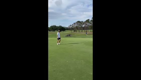 Golfer startled by giant gator at Buffalo Creek Golf Course in Palmetto, Florida