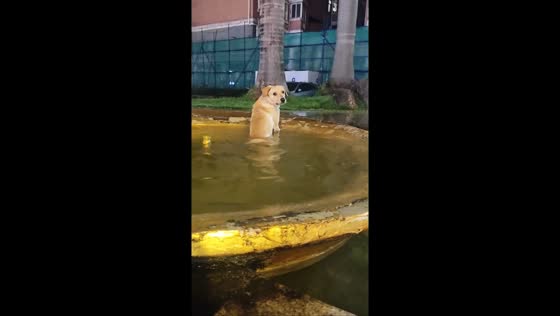 Dog rescued from basin after struggling to climb out in Guangdong, China