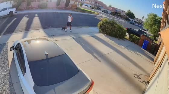 Man climbs pickup to escape chasing dog in Victorville, California, USA