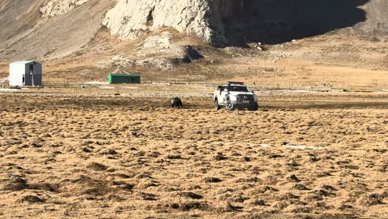 Bear rams patrol truck as team attempts to remove bucket from its head in Tibet, China