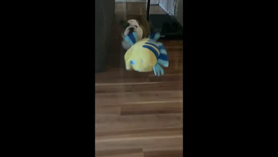 Bulldog carries stuffed Flounder toy to bed in Fairfield, California, USA
