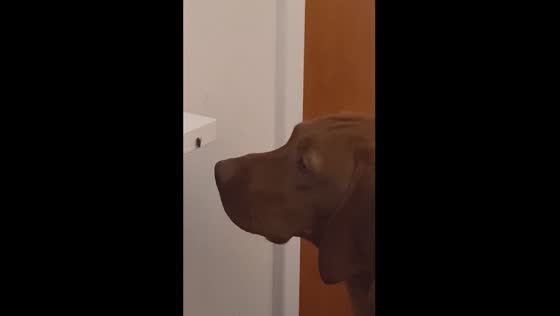 Stillness in action: Maggie, the serene fly whisperer
