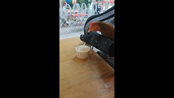 Hen enjoys ice cream during outing in Stuttgart, Germany