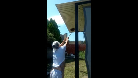 Wasp nest removal goes hilarious