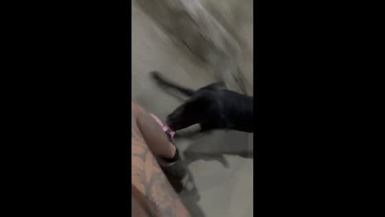 Dog refuses to let go of shoe chasing motorcycle in Cali, Colombia