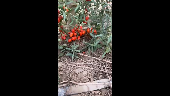 Hedgehog sneaks away with red wolfberries on its back in Xinjiang, China