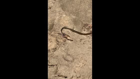 Snake catches frog near Suoi Mo Waterfall in Da Nang, Vietnam