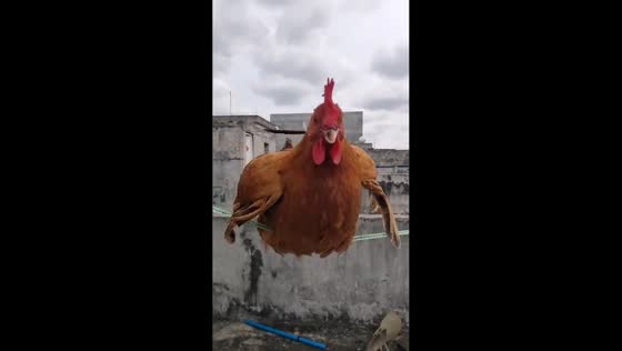 Rooster swings on a clothesline in Hainan, China