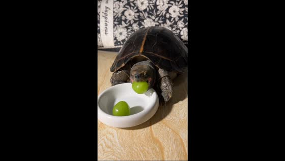 Black marsh turtle enjoys grapes in Gansu, China