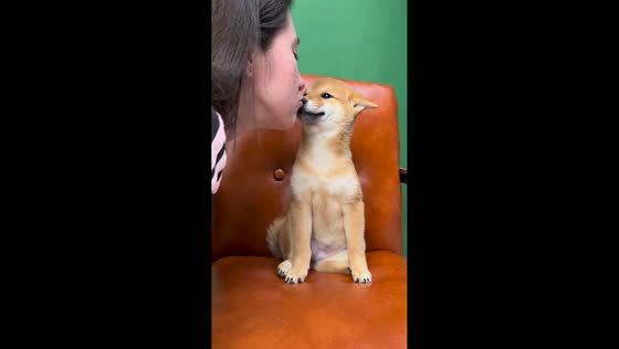 Shiba Inu puppy smiles after receiving a kiss in Dnipro, Ukraine