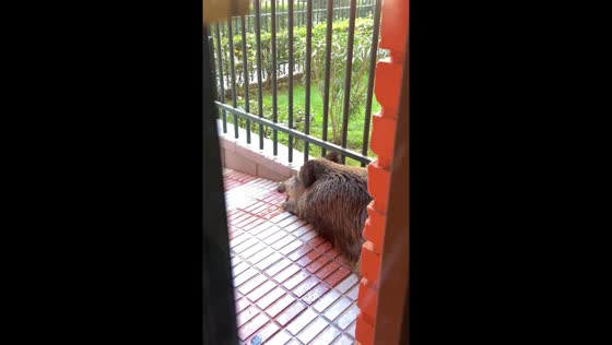 Wild boar spotted outside home in Madrid