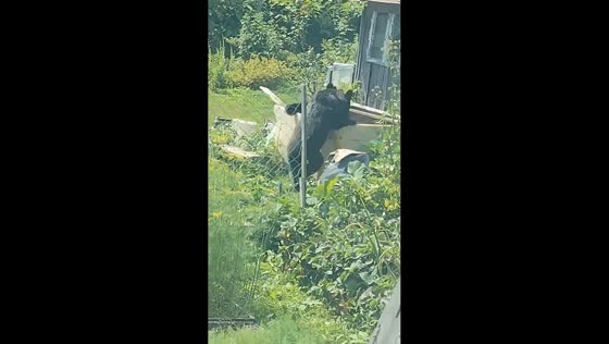 Three bears play together around backyard water tub in Prokopyevsk, Russia