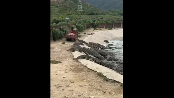 Crocodiles approach food truck in Indonesia