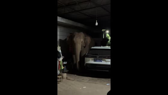 Elephant enters garage and damages car in Yunnan