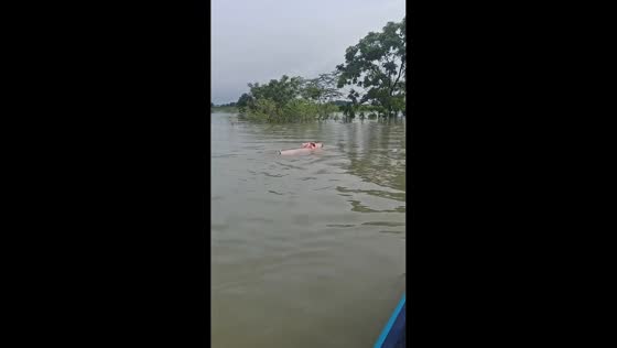 Swimming pig spotted during flooding in Guangxi, China