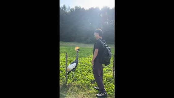 Grey Crowned Crane playfully interacts with man in Liaoning, China