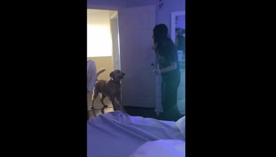 Dog interrupts movie time with hilarious barking outburst in Tolleson, AZ