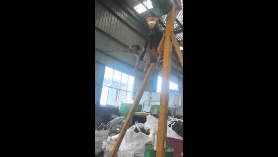 Workshop’s furry foreman overseeing operations in Shaanxi, China