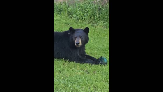 Bear cub robs bird feeders in Winnipeg