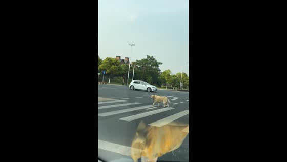 Dog walks itself by holding leash in Jiangsu, China