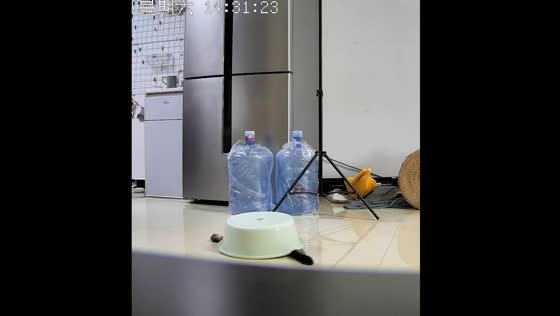 Cat gets trapped in basin during playtime in Henan Province, China