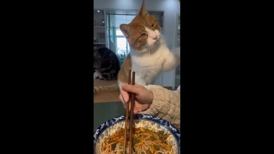 Cat seeks attention during mealtime in Jiangsu, China