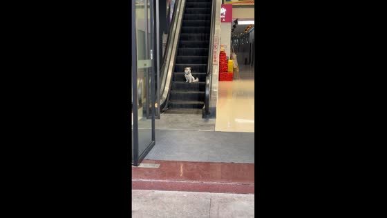Dog rides escalator, casually strolls out