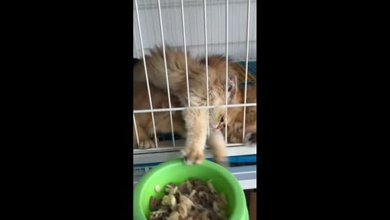 Hungry kittens eagerly reach for food in Liaoning, China