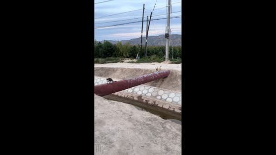 Cat hilariously blocks dog from crossing narrow pipe in Inner Mongolia, China