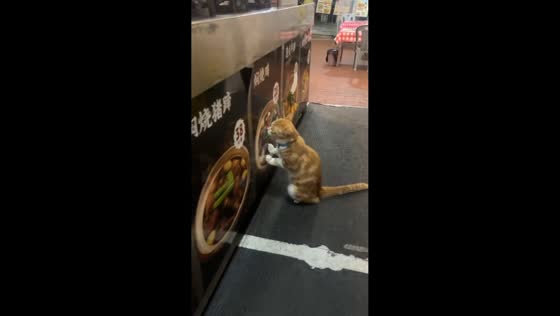 Cat licks food poster before wandering away from stall in Chongqing, China
