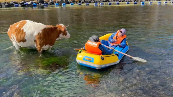Cow calmly avoids inflatable boat during river encounter in Inner Mongolia, China