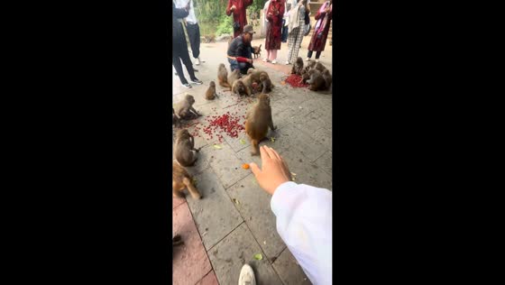 Monkey calmly shakes hands with visitor in Guizhou, China