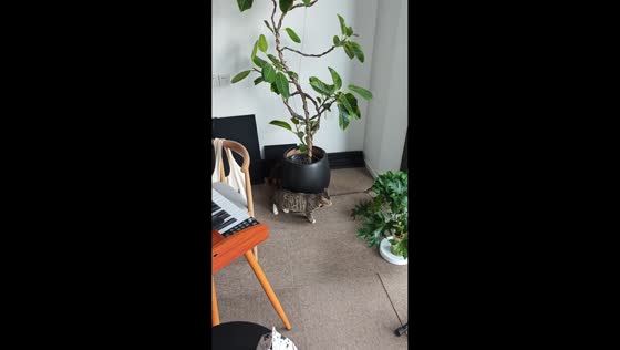 Cats amusingly circle a large plant vase in Hubei, China