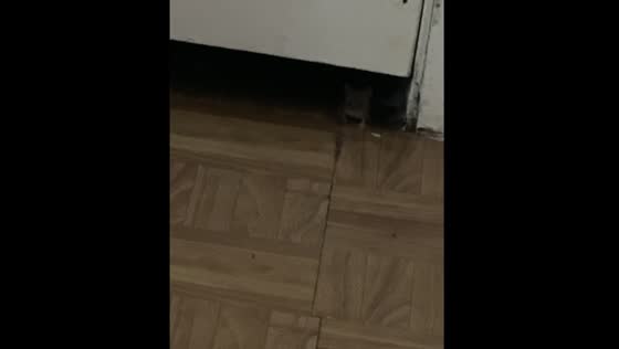 Mouse staring at person in Houston, Texas