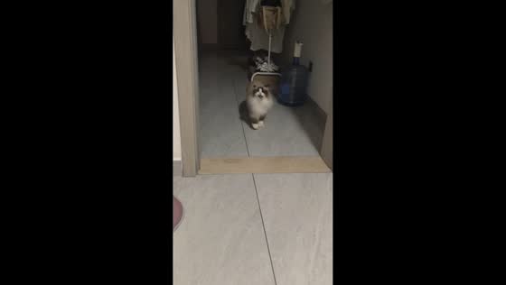 Ragdoll cat plays with a cicada in Yunnan, China