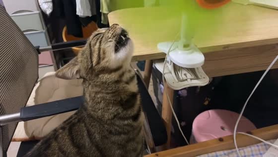 Tabby cat hilariously interacts with fan in Guangxi, China