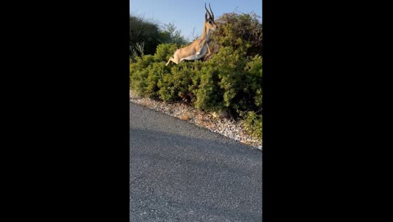 Deer surprises dog during walk in Sha'arei Tikvah, Israel