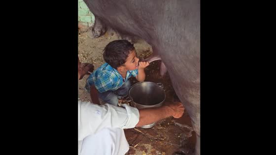 Boy bites buffalo during milking in Uttar Pradesh