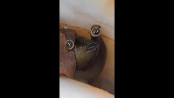 Up close: unveiling the intriguing face of a milk conch snail in the Florida Keys