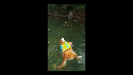Shiba Inu pretends to be lifeless while floating in water in Jiangxi, China