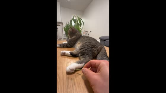 Ticklish cat hilariously kicks at owner’s hand in Yunnan, China