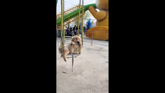 Golden retriever puppy calmly rides swing attraction in Henan, China