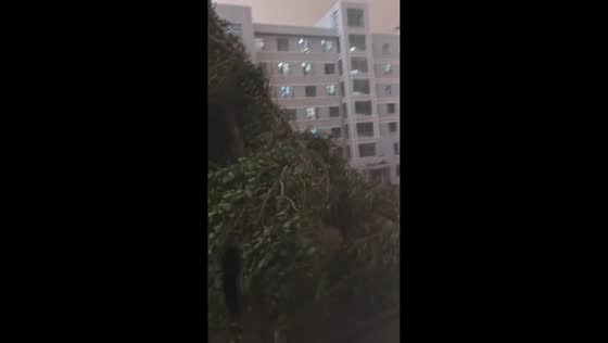 Powerful windstorm bends trees at residential area in Heilongjiang, China