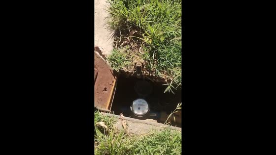 Huge spider crawls out of water meter box in Rivera, Argentina